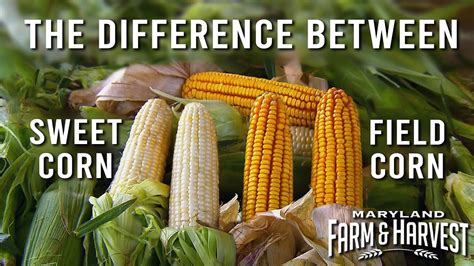 field corn vs sweet corn.